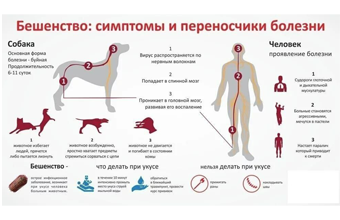Бешенство 